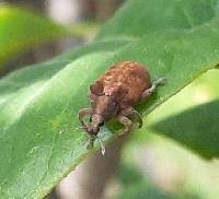 Gonipterus platensis image