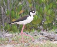 Himantopus mexicanus image