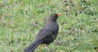 Turdus fuscater image