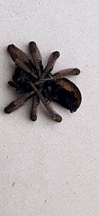 Lycosa erythrognatha image