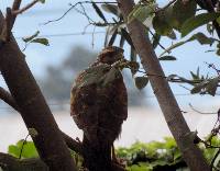 Parabuteo unicinctus image