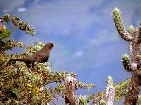 Turdus fuscater image