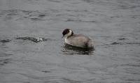 Podiceps occipitalis image