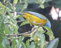 Rauenia bonariensis image