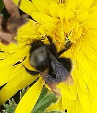 Bombus funebris image