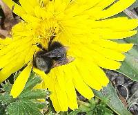 Bombus funebris image