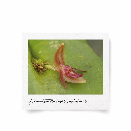 Pleurothallis kashi-menkakarai image