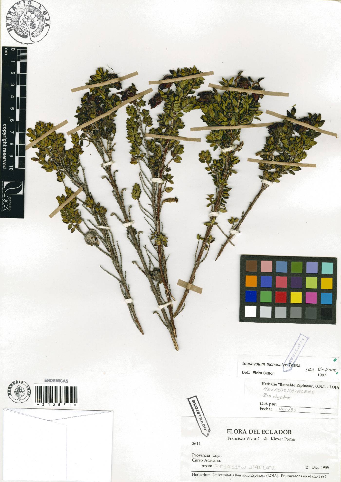 Brachyotum trichocalyx image