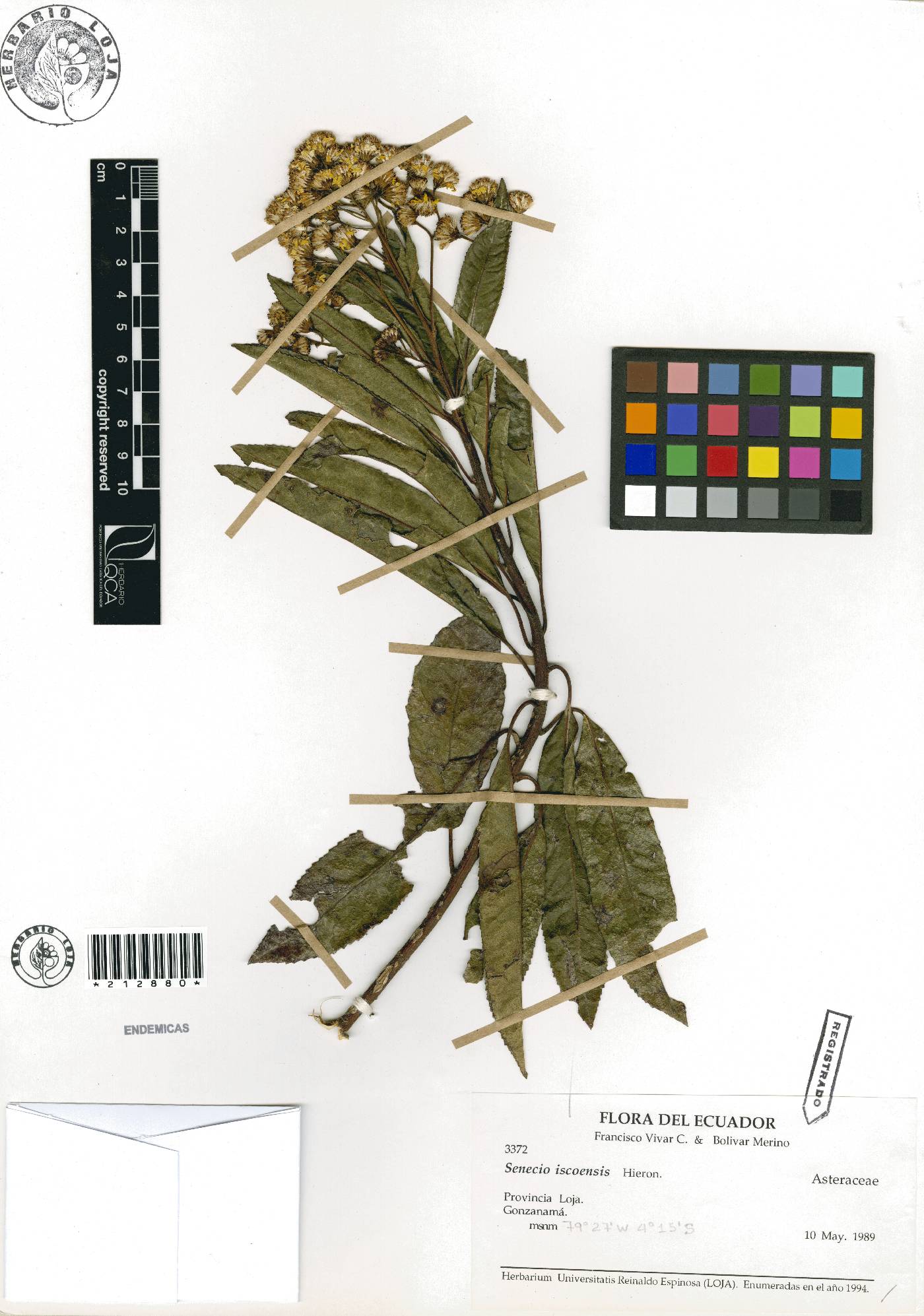 Senecio iscoensis image