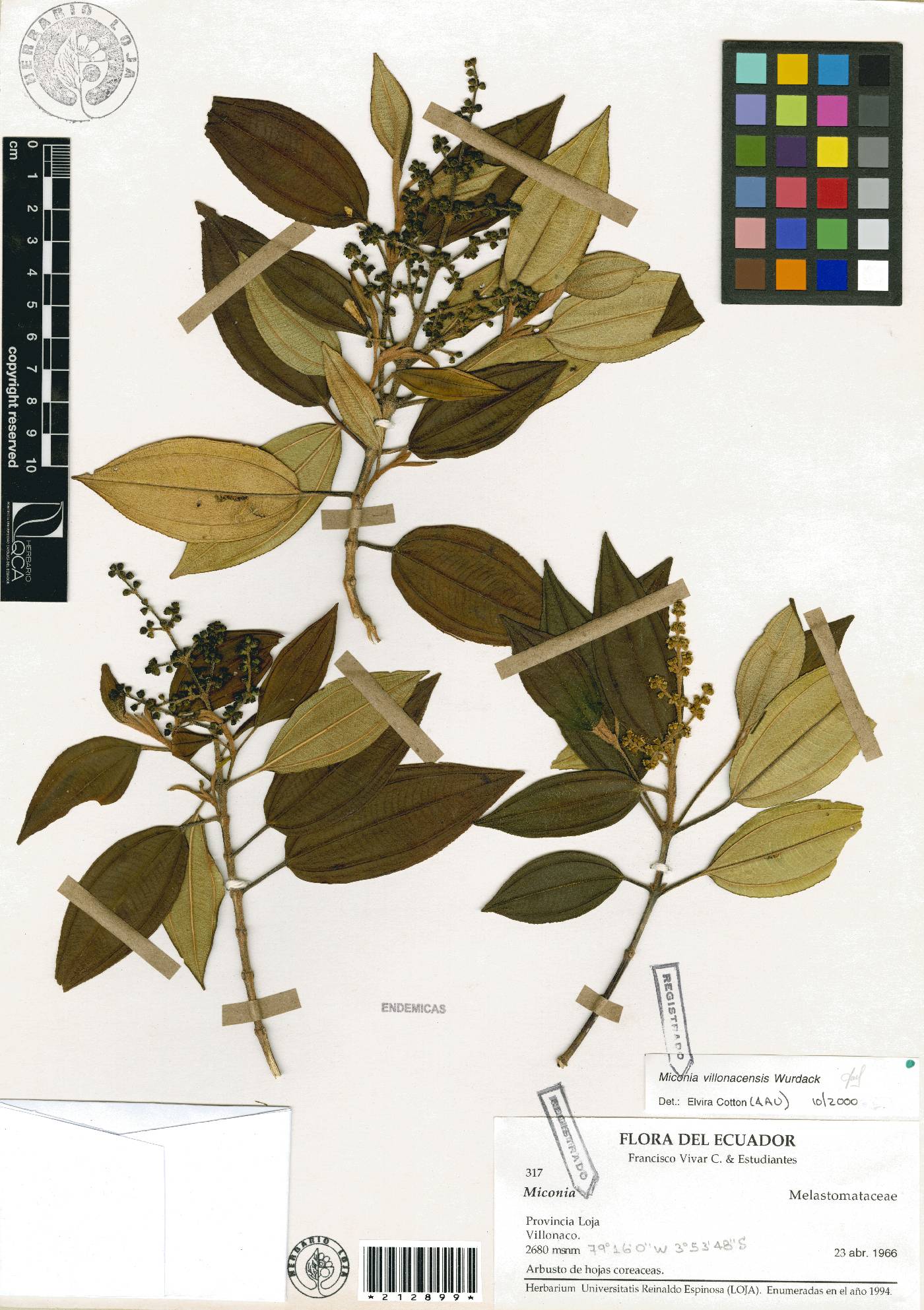 Miconia villonacensis image