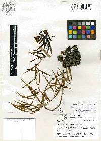 Image of Bomarea angustifolia