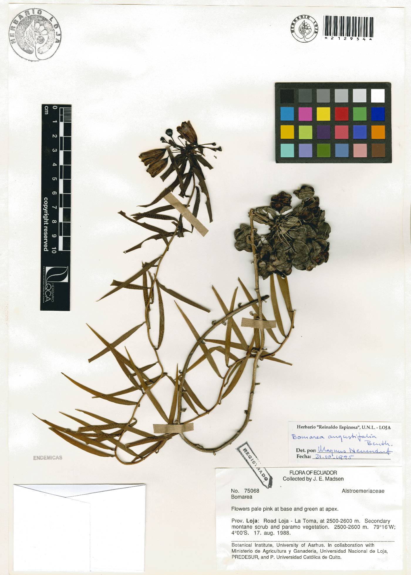 Bomarea angustifolia image