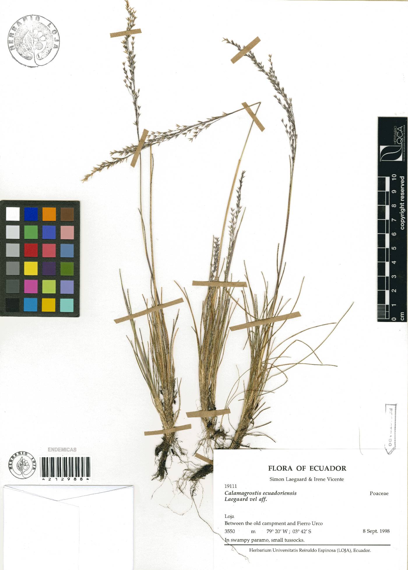 Calamagrostis ecuadoriensis image