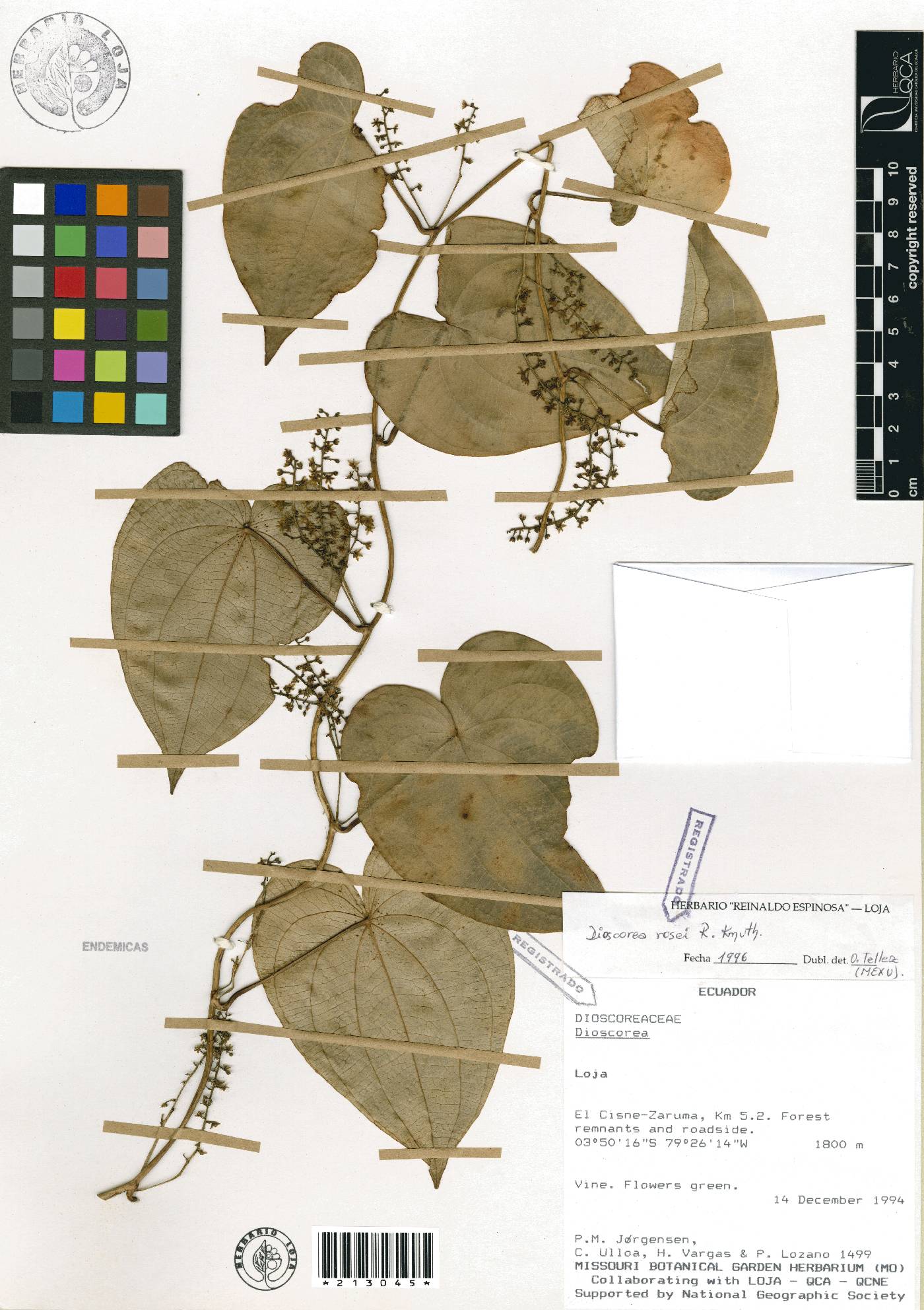 Dioscorea rosei image