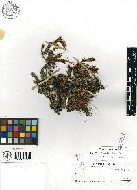 Pityphyllum pinoides image