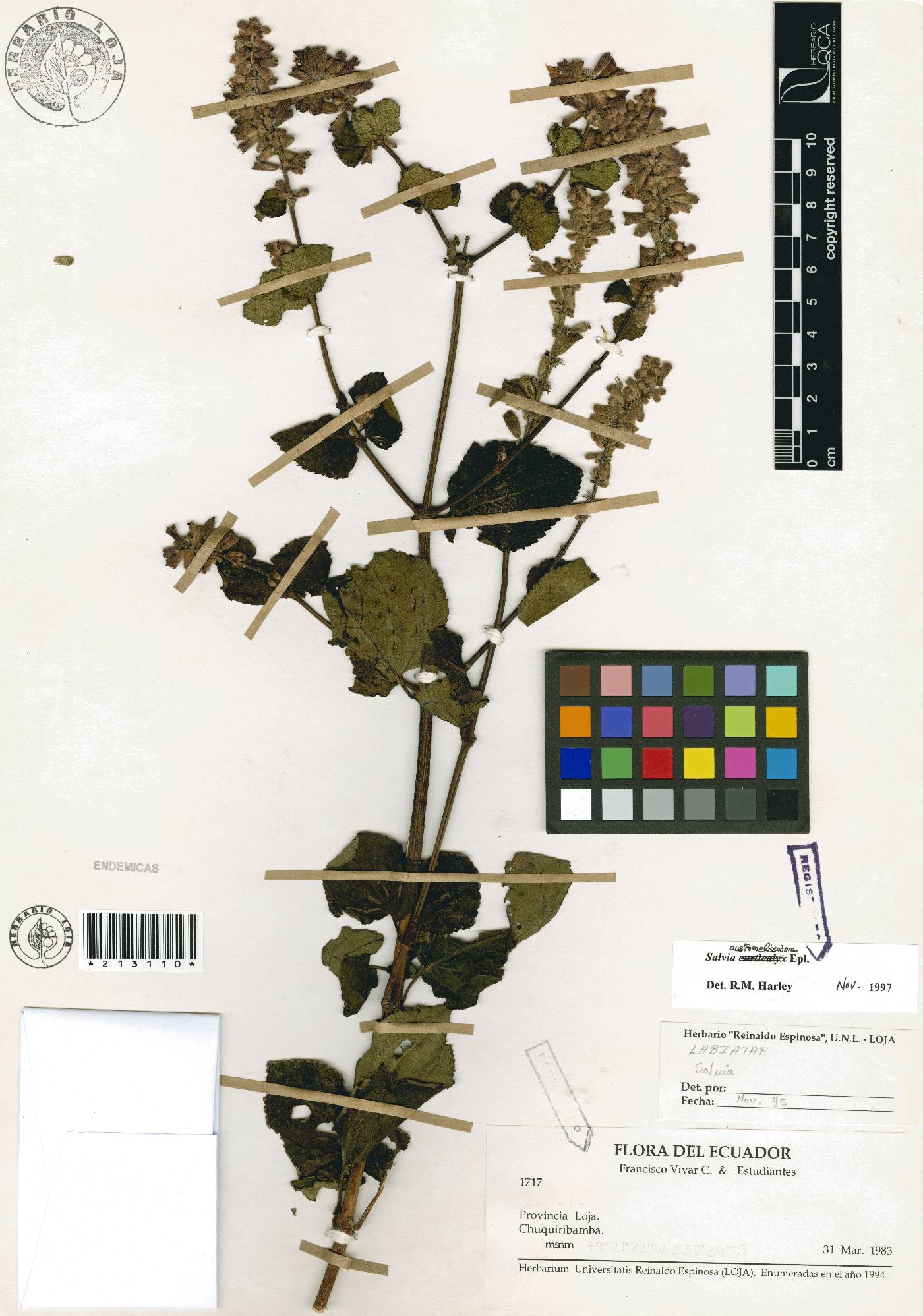 Salvia austromelissodora image