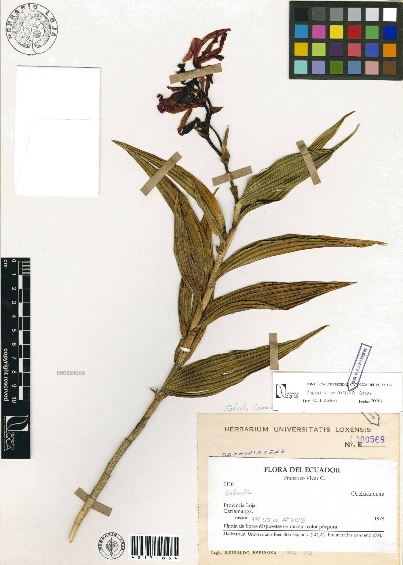 Sobralia kermesina image