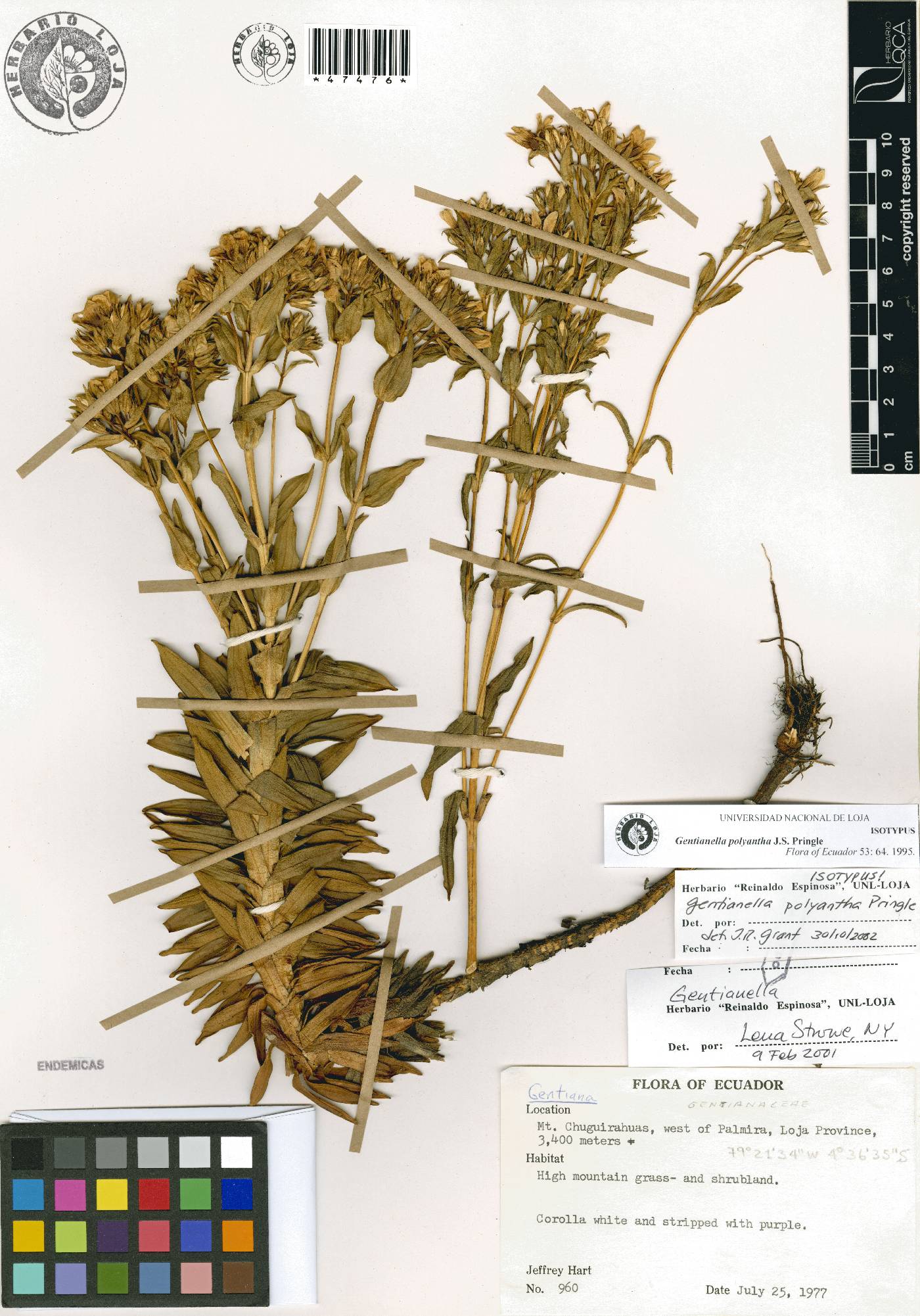 Gentianella polyantha image