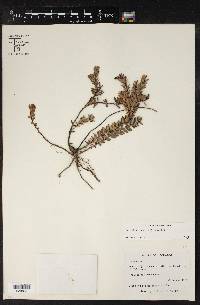 Pernettya prostrata image