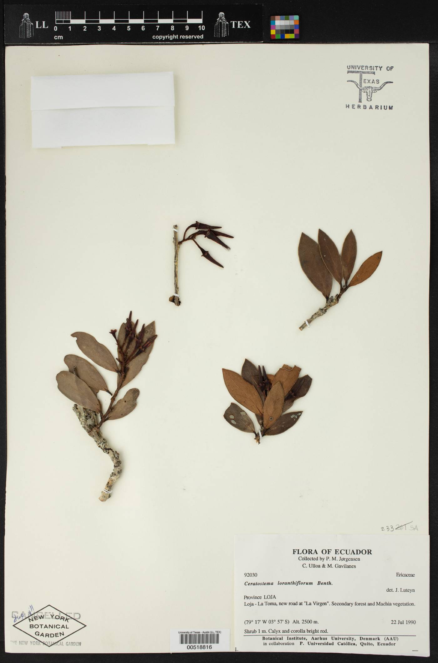 Ceratostema loranthiflorum image