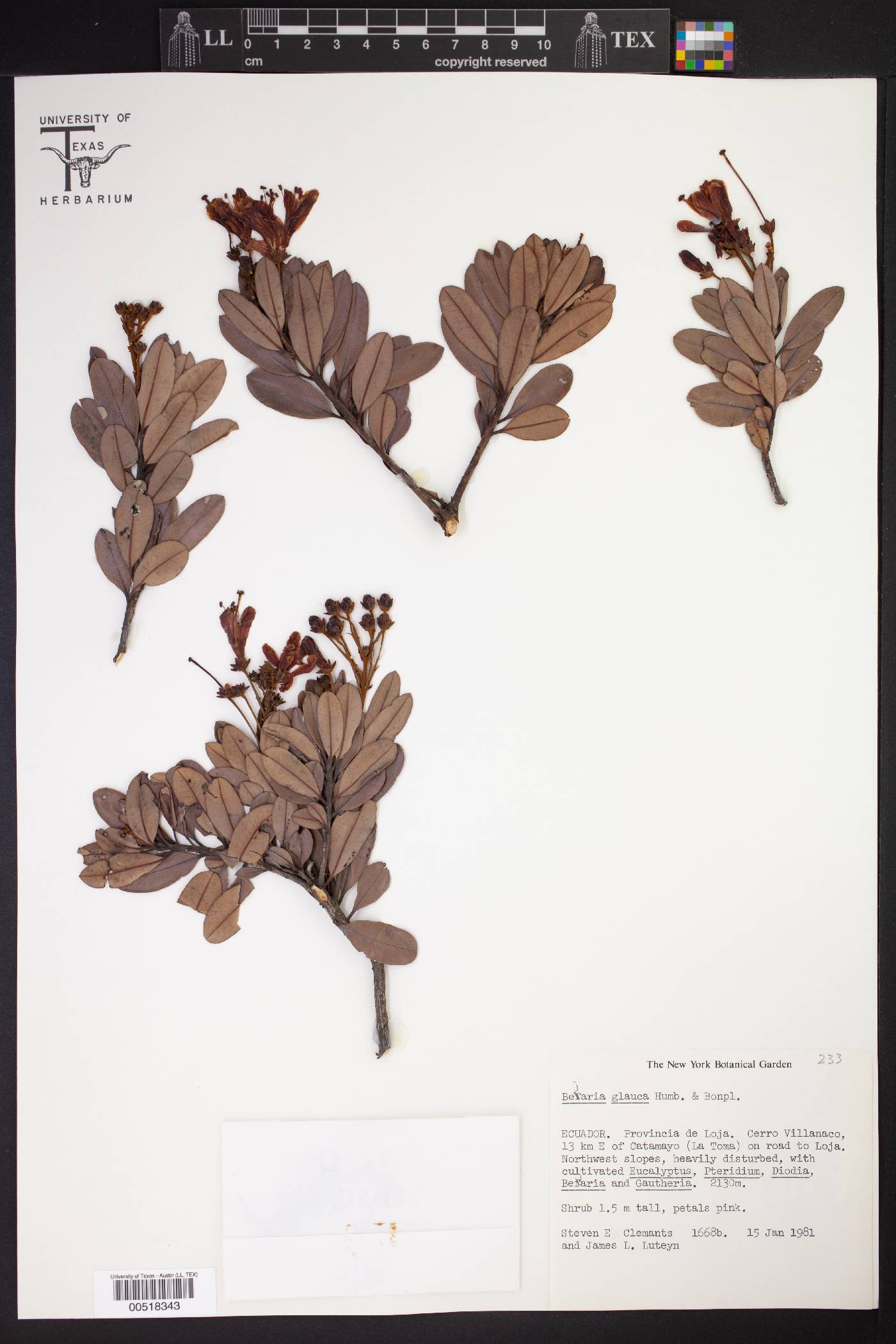 Bejaria glauca image