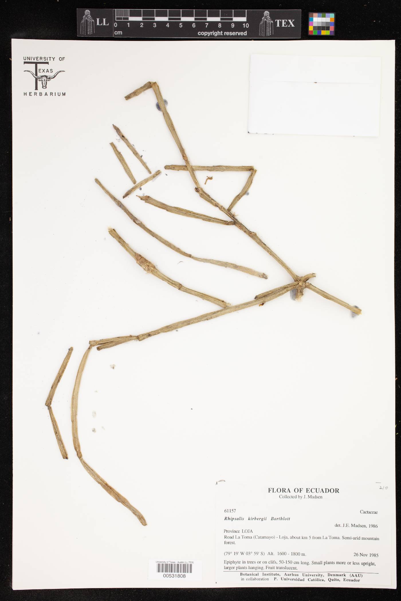 Rhipsalis image