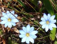 Gentiana sedifolia image