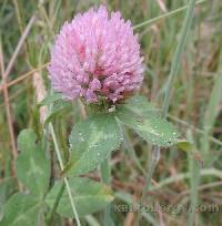 Trifolium pratense image