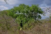 Ceiba trischistandra image