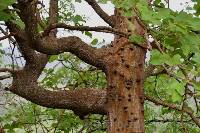 Ceiba trischistandra image