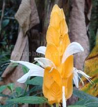 Pachystachys lutea image