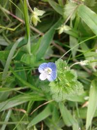 Veronica persica image