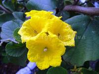 Cordia lutea image