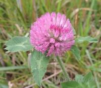 Trifolium pratense image