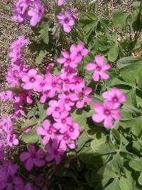 Oxalis articulata image