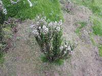 Valeriana microphylla image