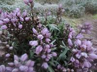 Gentianella foliosa image