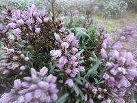 Gentianella foliosa image