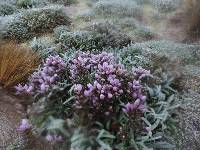 Gentianella foliosa image