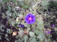 Ipomoea purpurea image