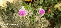 Cirsium vulgare image