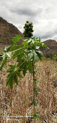 Ricinus communis image