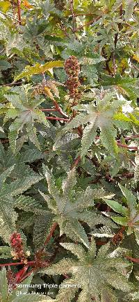 Ricinus communis image