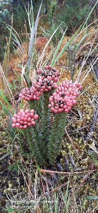 Gentianella fastigiata image