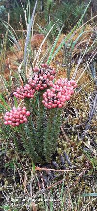 Gentianella fastigiata image