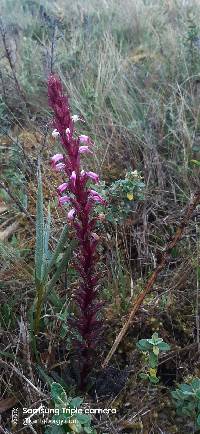 Pedicularis incurva image