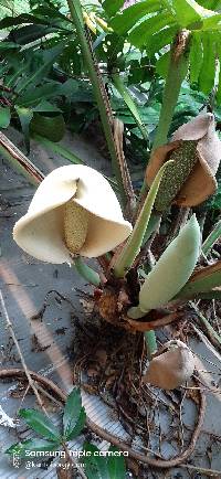 Monstera deliciosa image