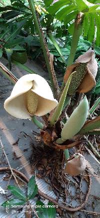 Monstera deliciosa image