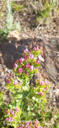 Centaurium erythraea image