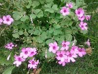 Oxalis articulata image